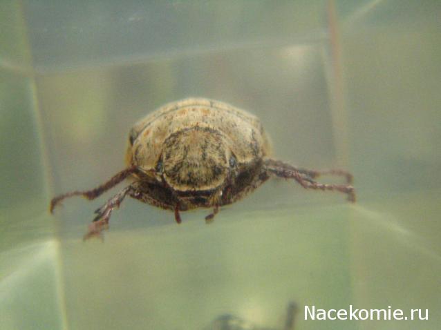 Насекомые №67 Белый бриллиантовый жук (Cyphochilus sp.)