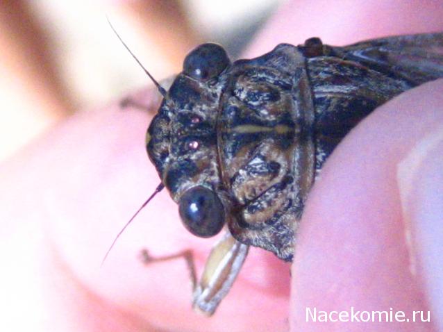 Фото насекомых (не из журнала)