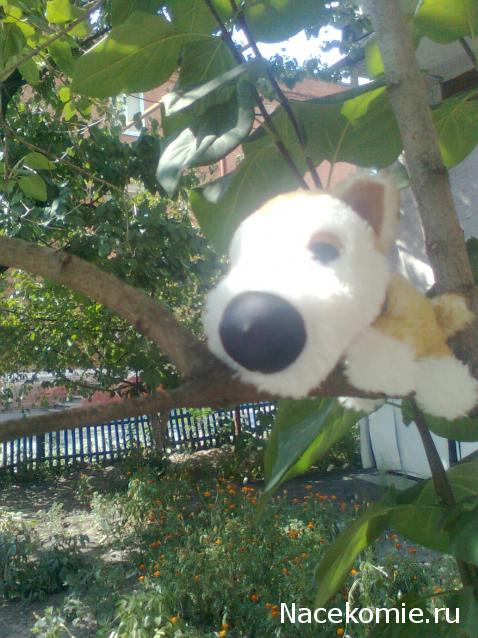 The Dog Collection №49 Акита-ину