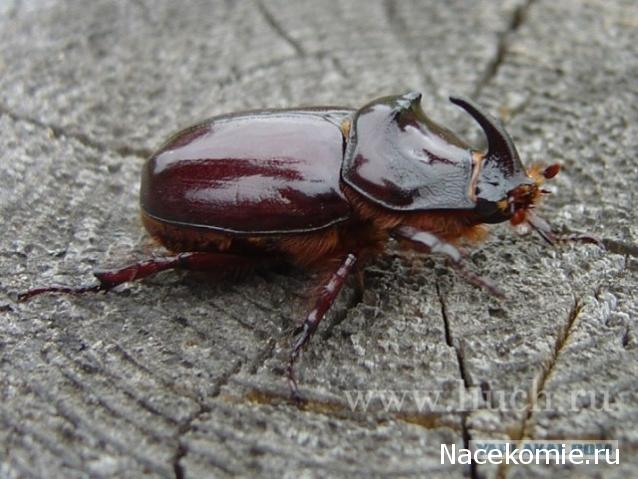 Насекомые №44 Жук-носорог (Xylotrupes sp.) фото, обсуждение