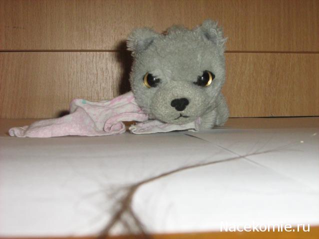 The Cat Collection №25 Британский короткошерстный кот Фото