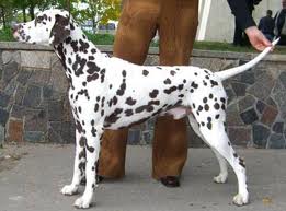 The Dog Collection №6 Далматин