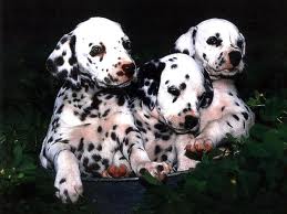 The Dog Collection №6 Далматин