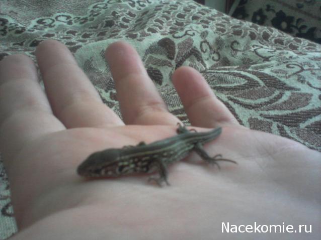 The Dog Collection Болталка