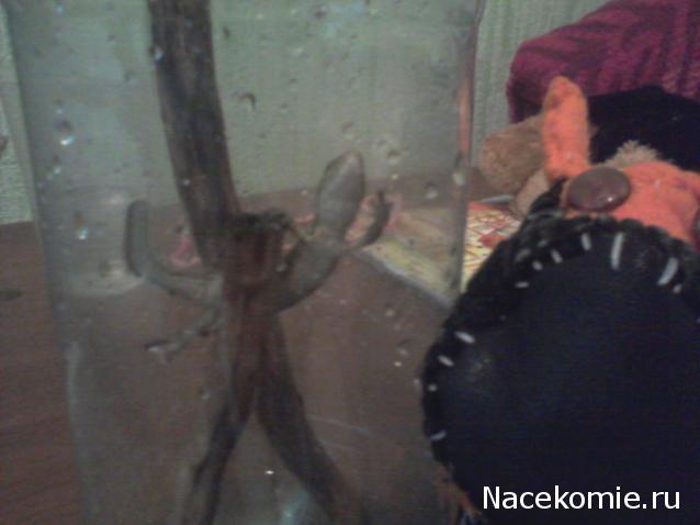 The Dog Collection Болталка