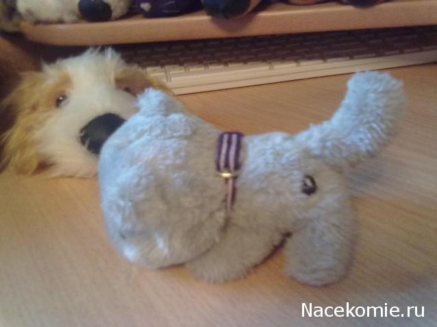 The Cat Collection №25 Британский короткошерстный кот Фото