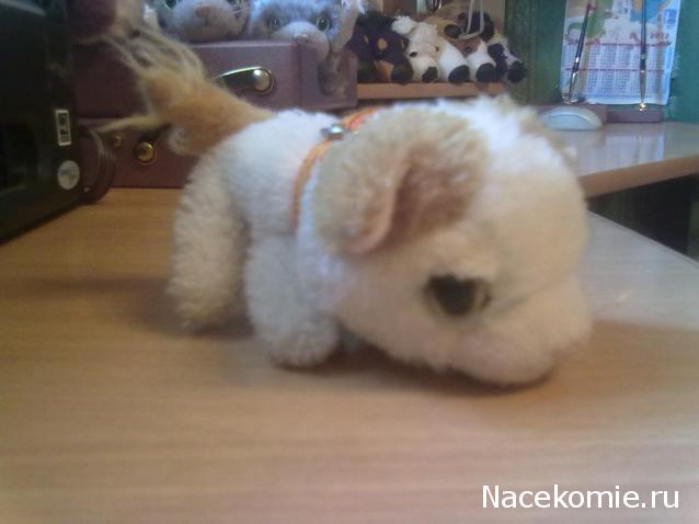 The Cat Collection № 10 Турецкий ван Фото