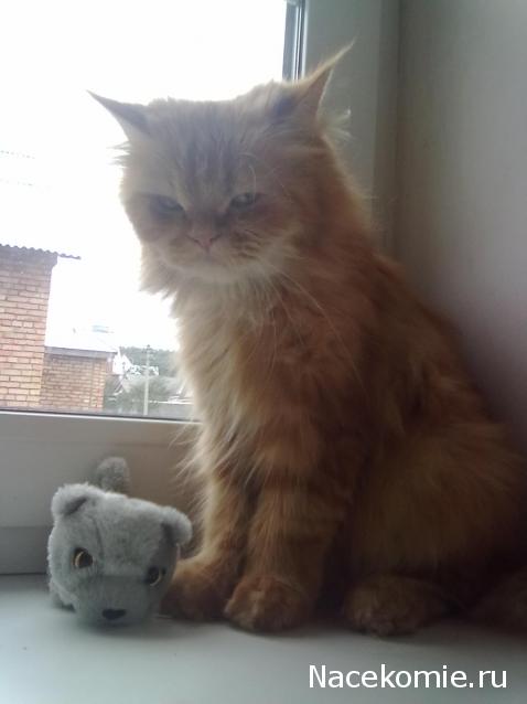 The Cat Collection №25 Британский короткошерстный кот Фото