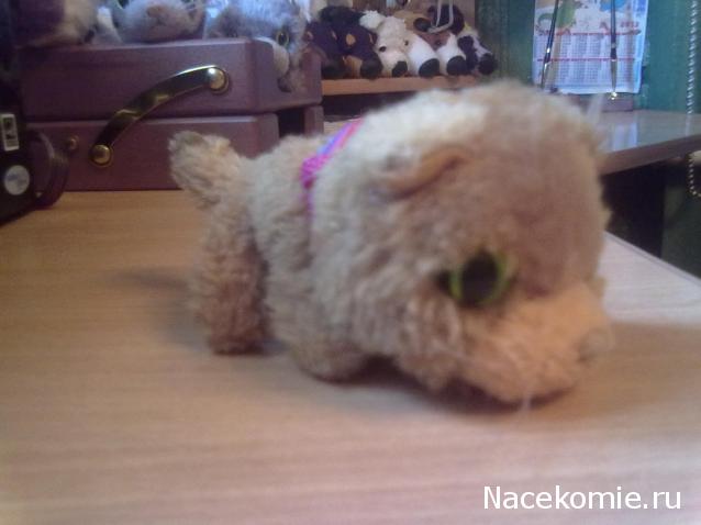 The Cat Collection №14 Сомалийский кот Фото