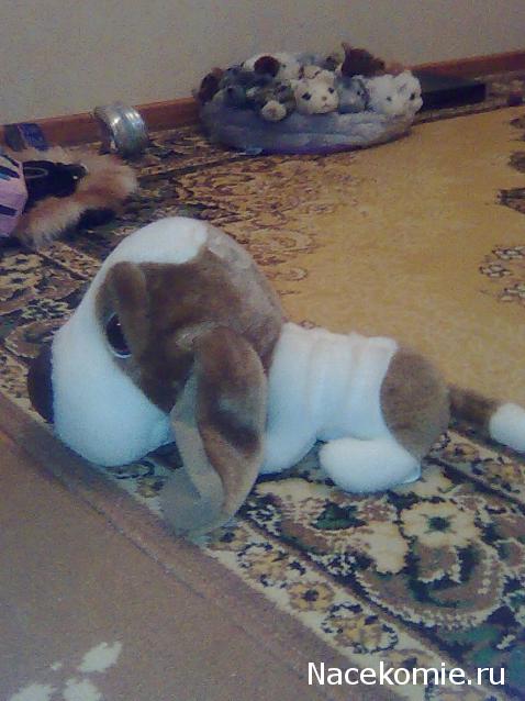 The Dog Collection Болталка