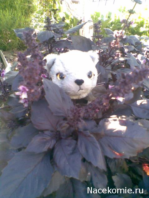 The Cat Collection №25 Британский короткошерстный кот Фото