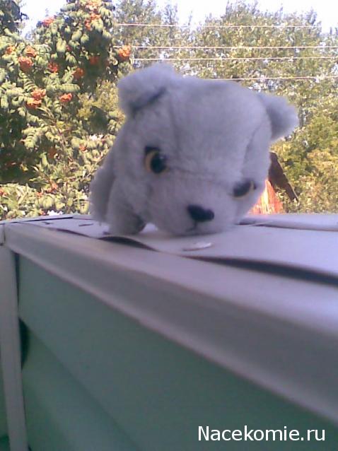 The Cat Collection №25 Британский короткошерстный кот Фото