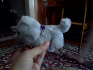 The Cat Collection №25 Британский короткошерстный кот Фото