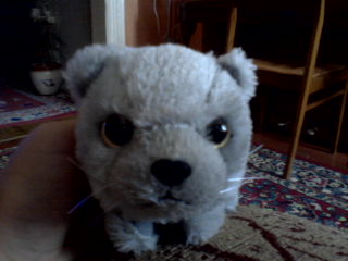 The Cat Collection №25 Британский короткошерстный кот Фото