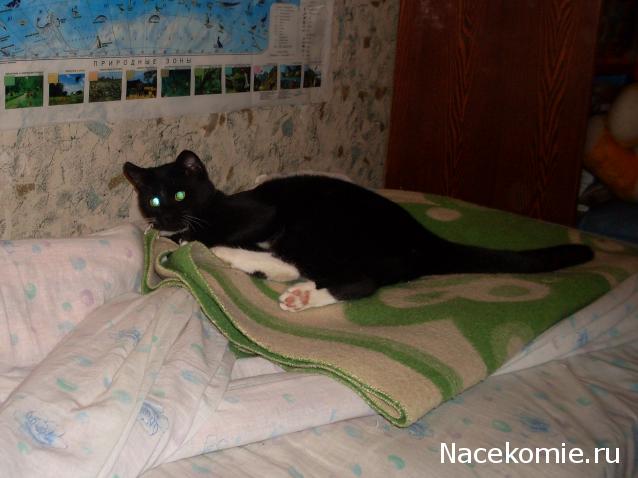 Помощь бездомным животным