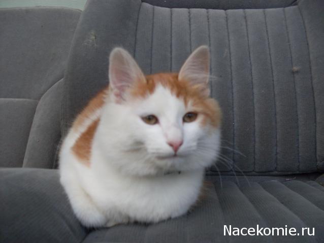 Помощь бездомным животным