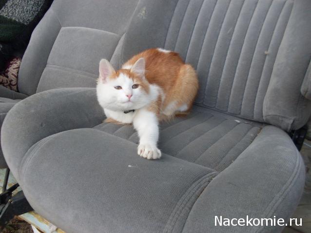 Помощь бездомным животным