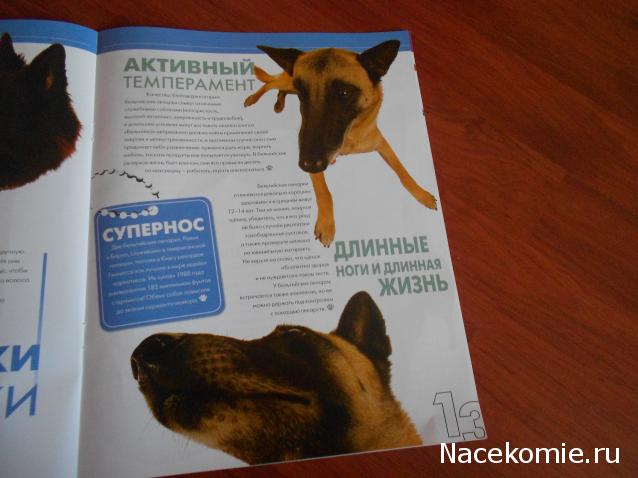 The Dog Collection №70 Бельгийская овчарка Малинуа