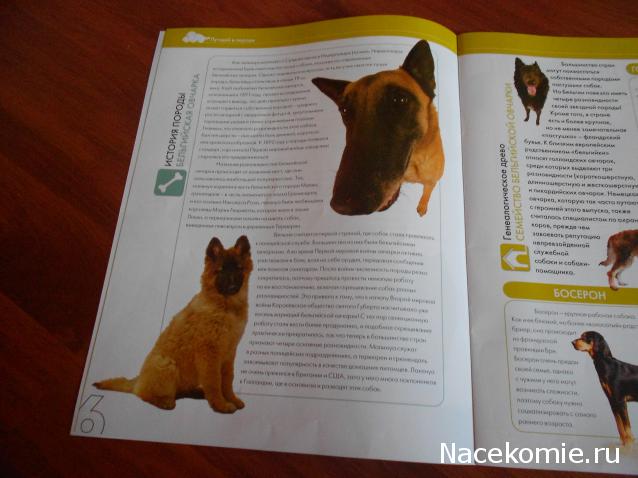 The Dog Collection №70 Бельгийская овчарка Малинуа