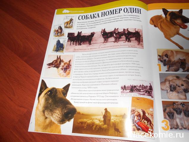 The Dog Collection №70 Бельгийская овчарка Малинуа