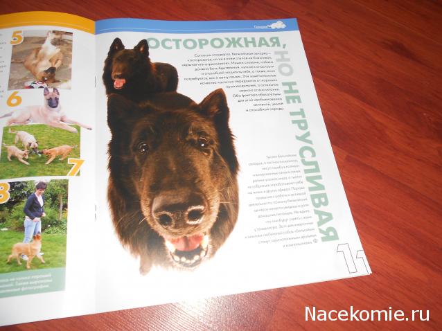 The Dog Collection №70 Бельгийская овчарка Малинуа