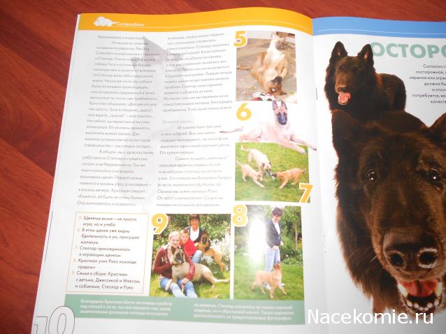 The Dog Collection №70 Бельгийская овчарка Малинуа