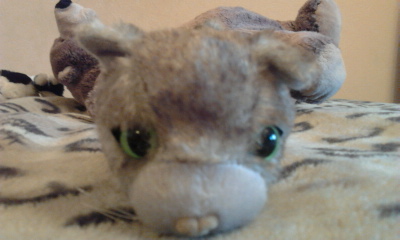 The Cat Collection №19 Девон-рекс Фото