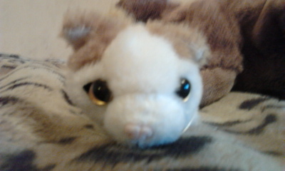 The Cat Collection № 10 Турецкий ван Фото