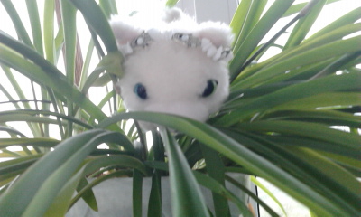 Кошкин дом. Болталка The Cat Collection