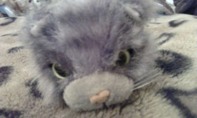 The Cat Collection №13 Норвежский лесной кот Фото