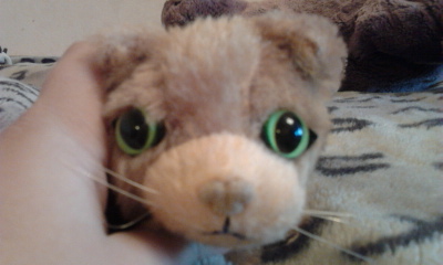 The Cat Collection №14 Сомалийский кот Фото