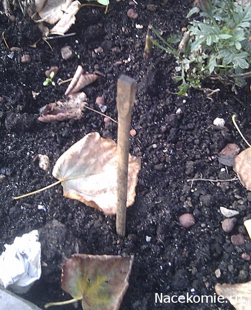 Собери Чёрную жемчужину. Пиратский трёп