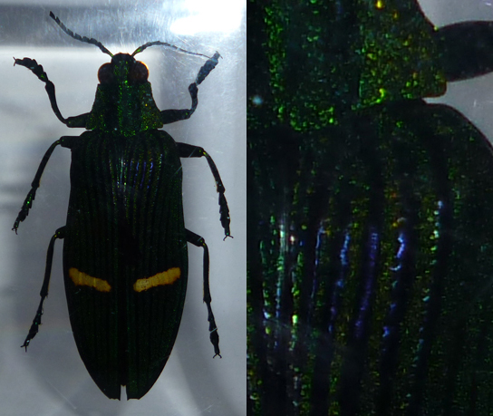 Насекомые и их знакомые 2010 График Выхода и обсуждение