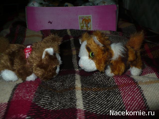 The Cat Collection №28 Рэгдолл Фото