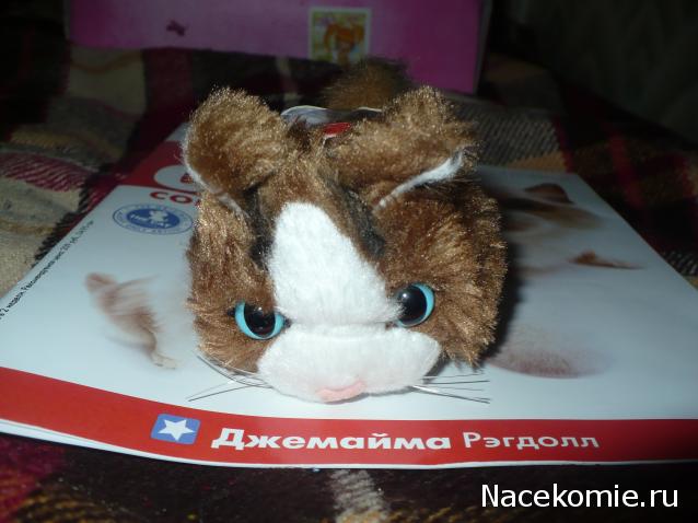 The Cat Collection №28 Рэгдолл Фото