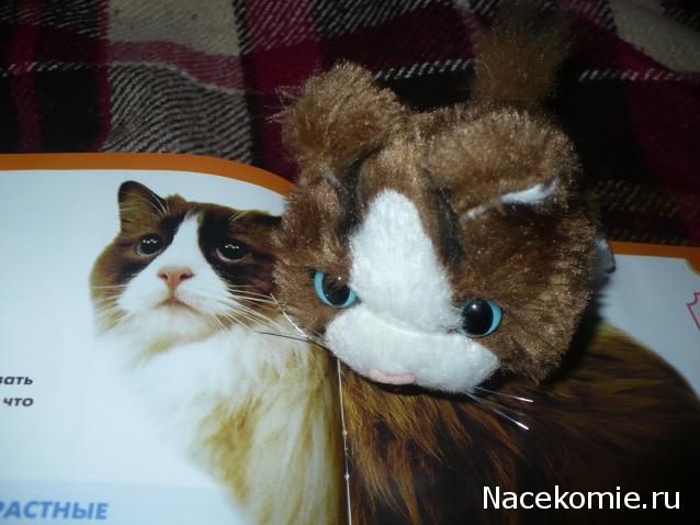 The Cat Collection №28 Рэгдолл Фото