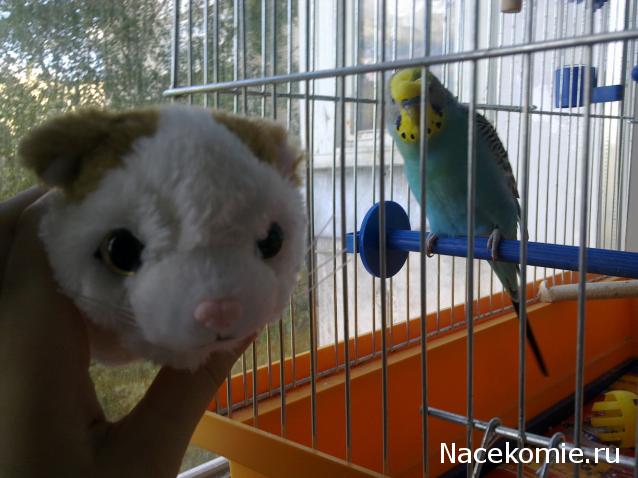 The Cat Collection № 10 Турецкий ван Фото