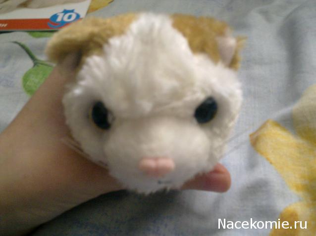 The Cat Collection № 10 Турецкий ван Фото