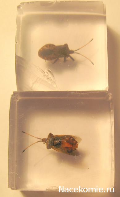 Самостоятельное коллекционирование насекомых