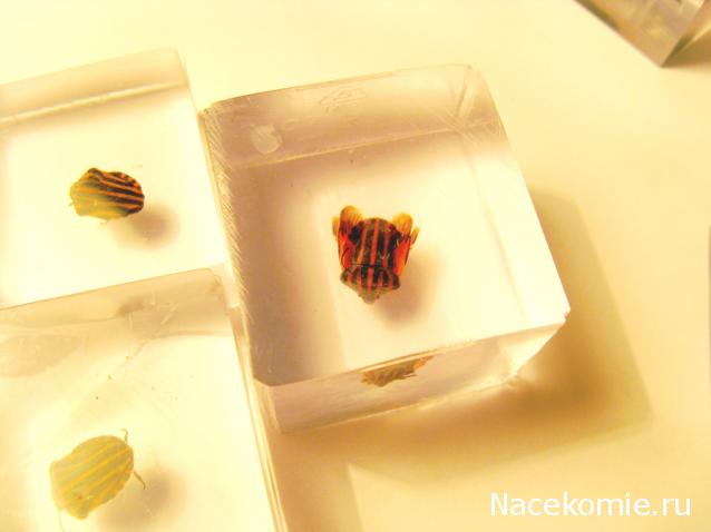 Самостоятельное коллекционирование насекомых