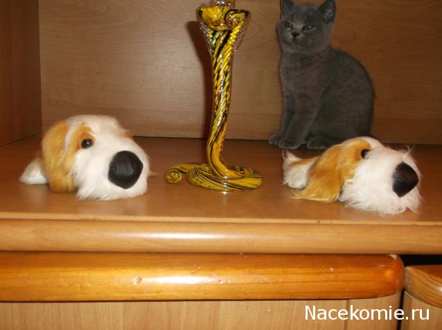 The Dog Collection Болталка
