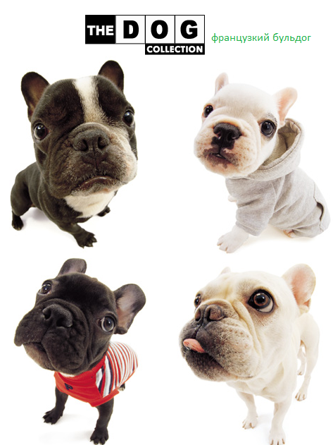The Dog Collection Болталка