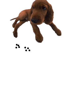 The Dog Collection Болталка