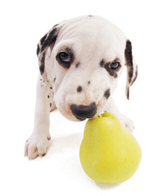 The Dog Collection Болталка