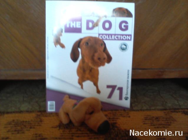 The Dog Collection №71 Венгерская выжла