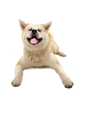The Dog Collection Болталка
