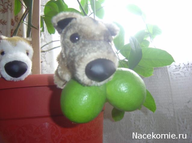 The Dog Collection Болталка