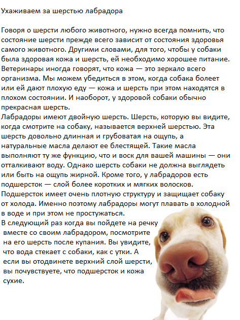 The Dog Collection Болталка