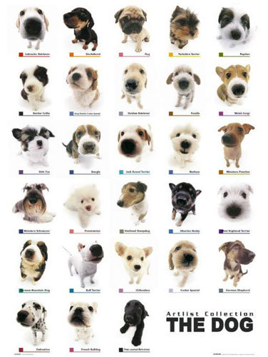 The Dog Collection Болталка