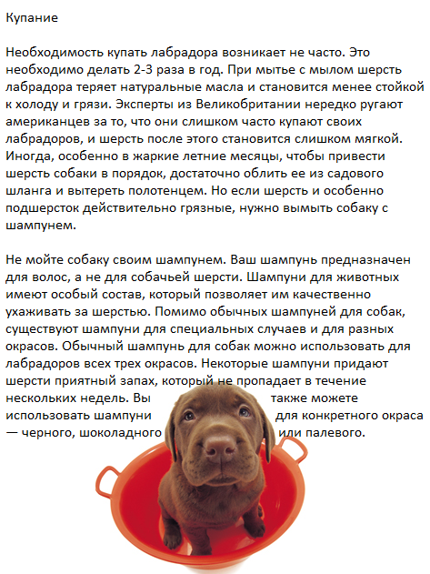The Dog Collection Болталка